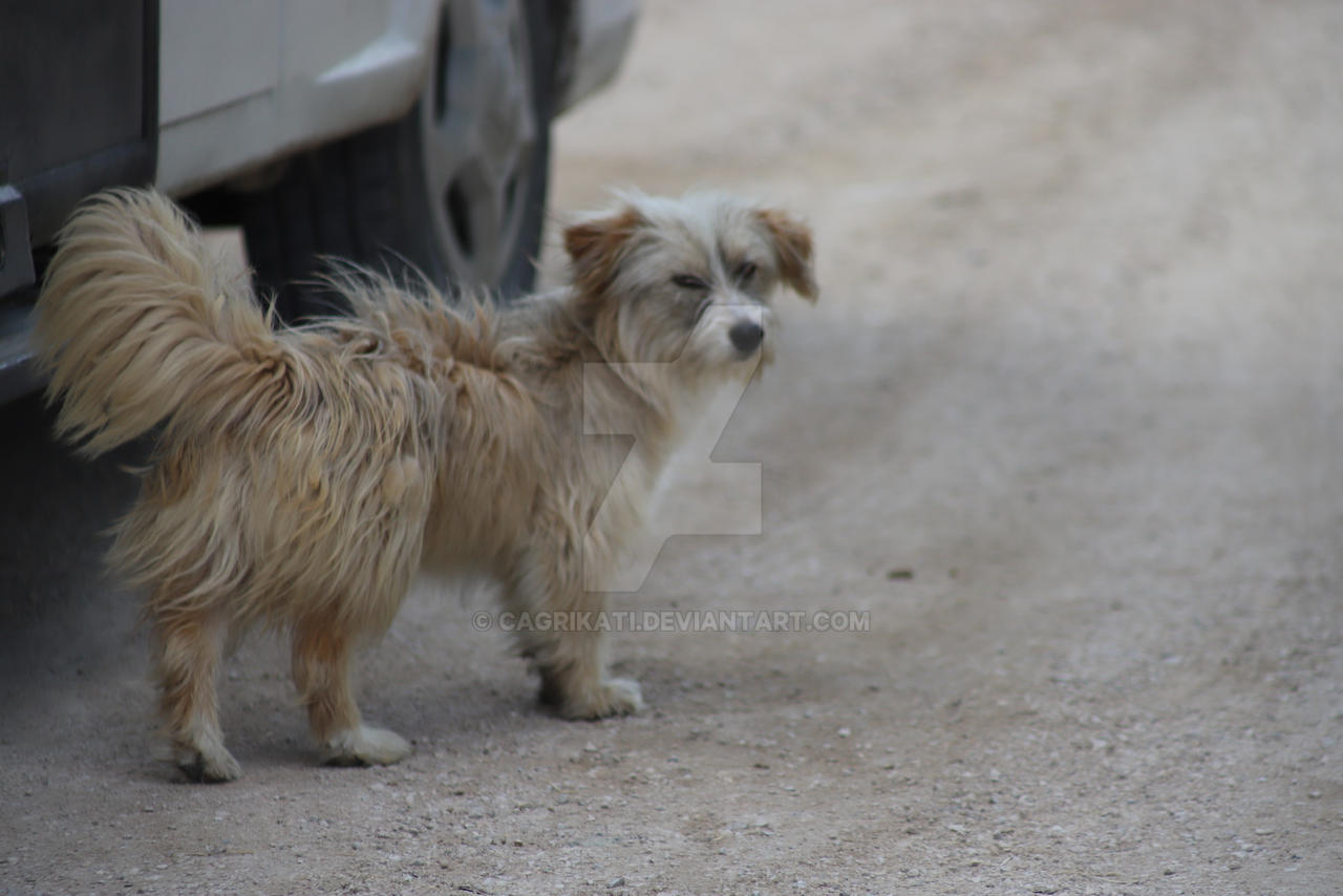 Sad Doggo by CagriKati on DeviantArt