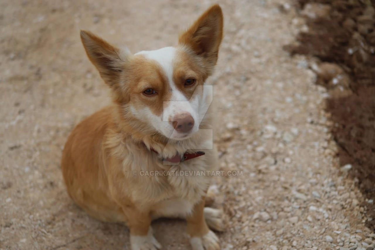 Sad Doggo by CagriKati on DeviantArt