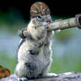 ARMY squirrel