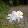 Colorado State Flower