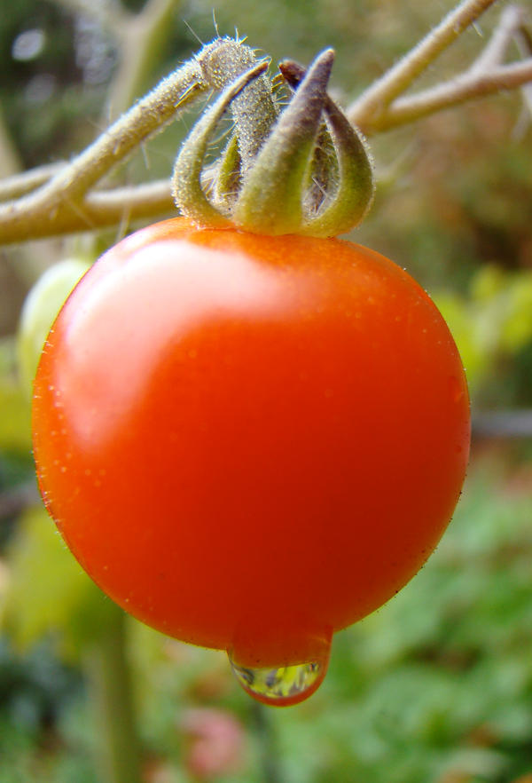 Dripping Ruby by SoManyVoices on DeviantArt