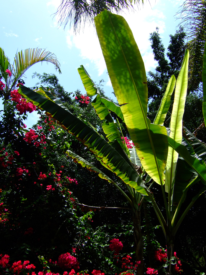 banana plant