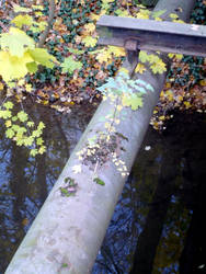 Tree on a pipeline