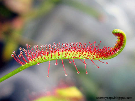 Cape sundew