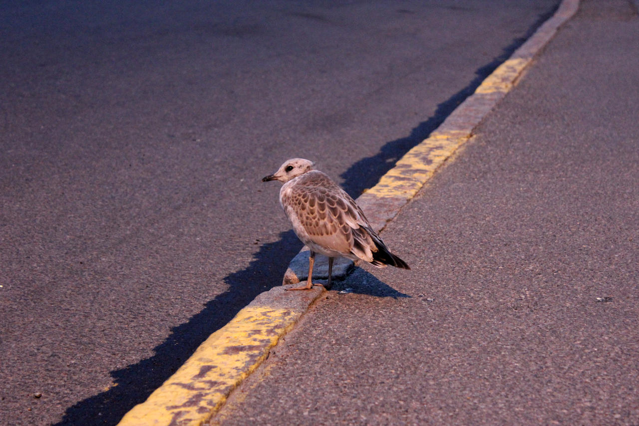 Little Seagull