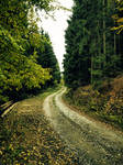 Forest road by FrantisekSpurny