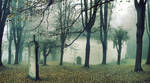 dark wood by FrantisekSpurny