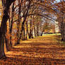 Autumn path 4