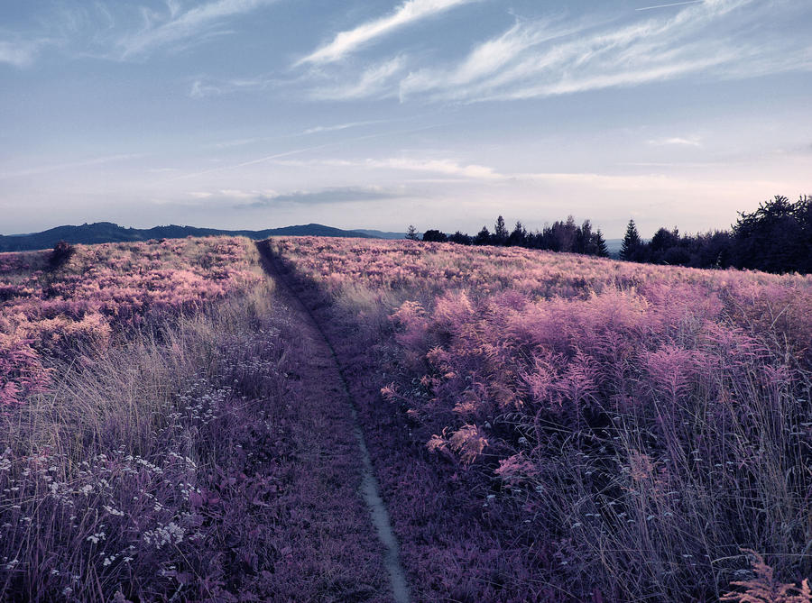 Field 13 by FrantisekSpurny Field 13 by FrantisekSpurny