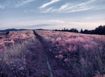 Field 13 by FrantisekSpurny Field 13 by FrantisekSpurny