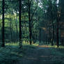 Forest path 3