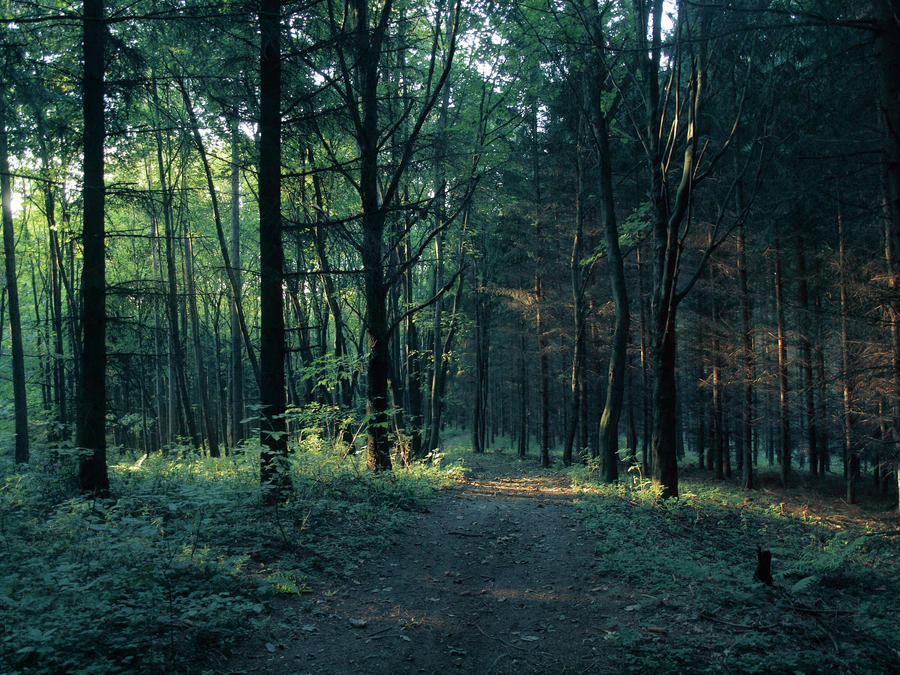 Forest path 3