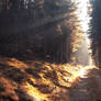 autumn road 8