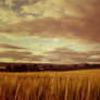Scotland fields