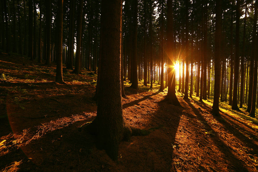 Sunny forest by FrantisekSpurny Sunny forest by FrantisekSpurny