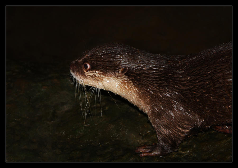 Otter