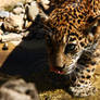 jaguar cub