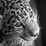 bw Jaguar Cub