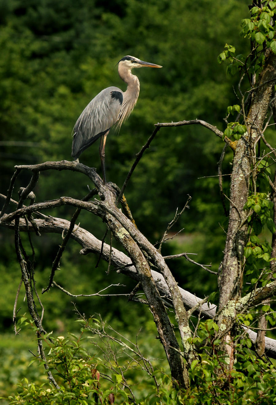 Perched