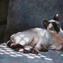 Dappled Light- Jezebel -Pastel