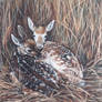 Fallow Fawns - PASTEL