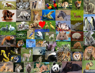 Animal Collage