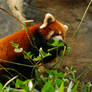 Red Panda