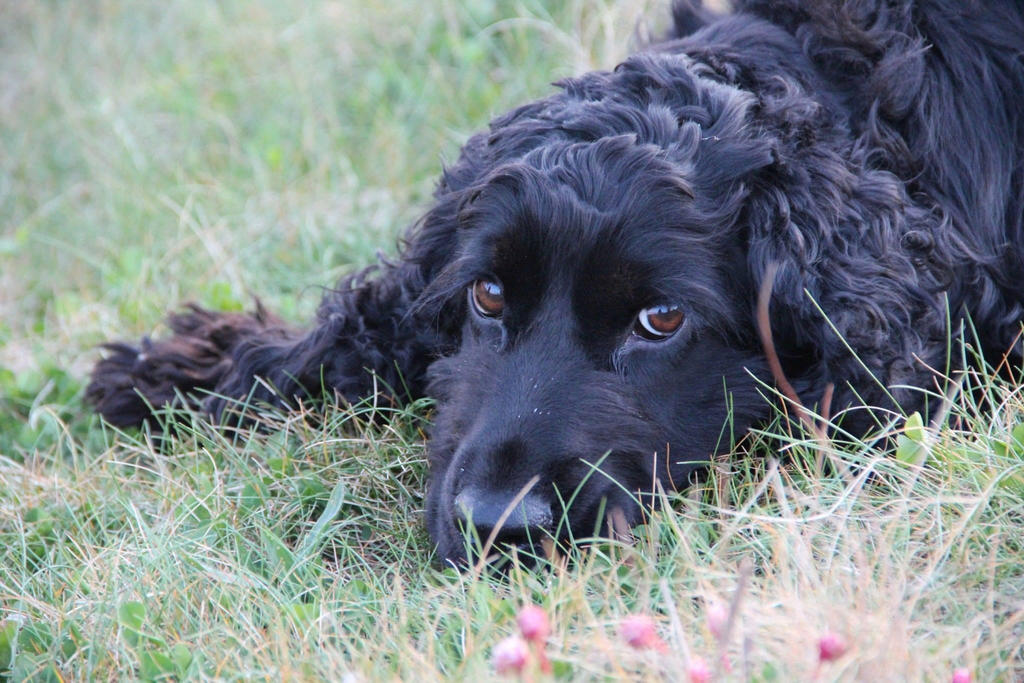 Spaniel Eyes