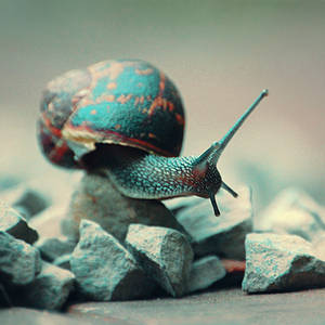 snail by dephotoise