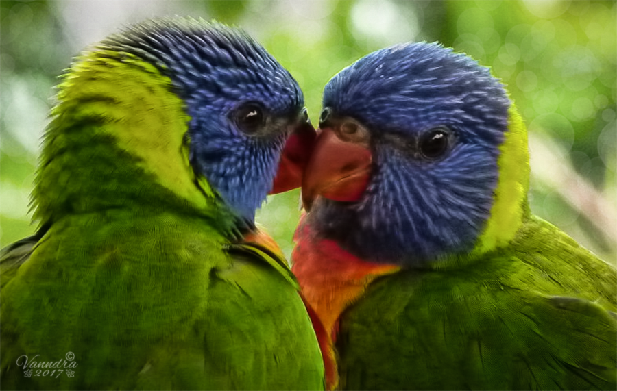 Baby Lorikeets