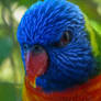 Mr Lorikeet