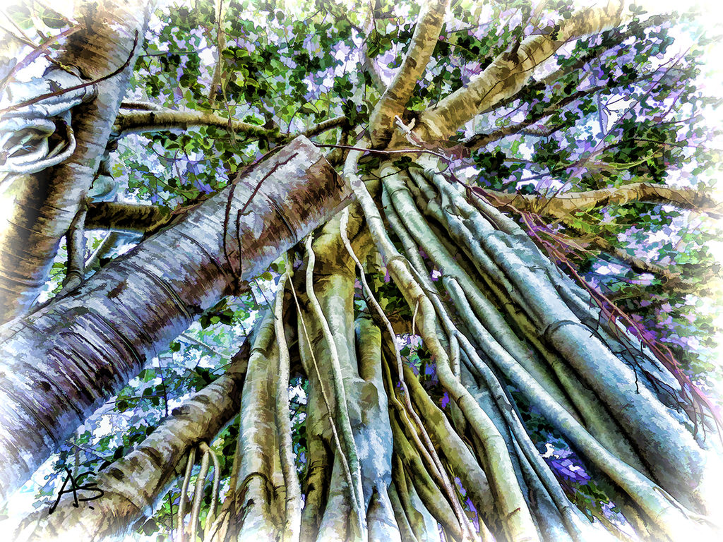 Moreton Bay Fig Tree