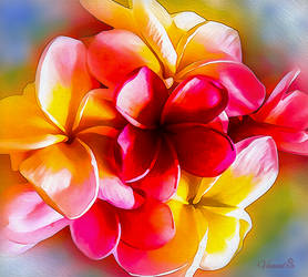 Frangipani