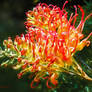 Grevillea