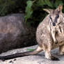 Rock Wallaby