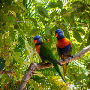 Garden Visitors