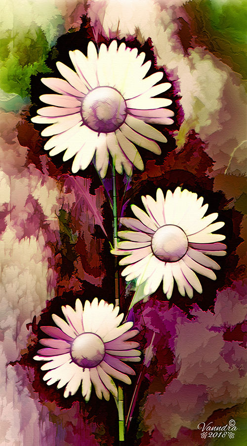 Daisies