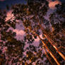 Gum Trees, Late Afternoon