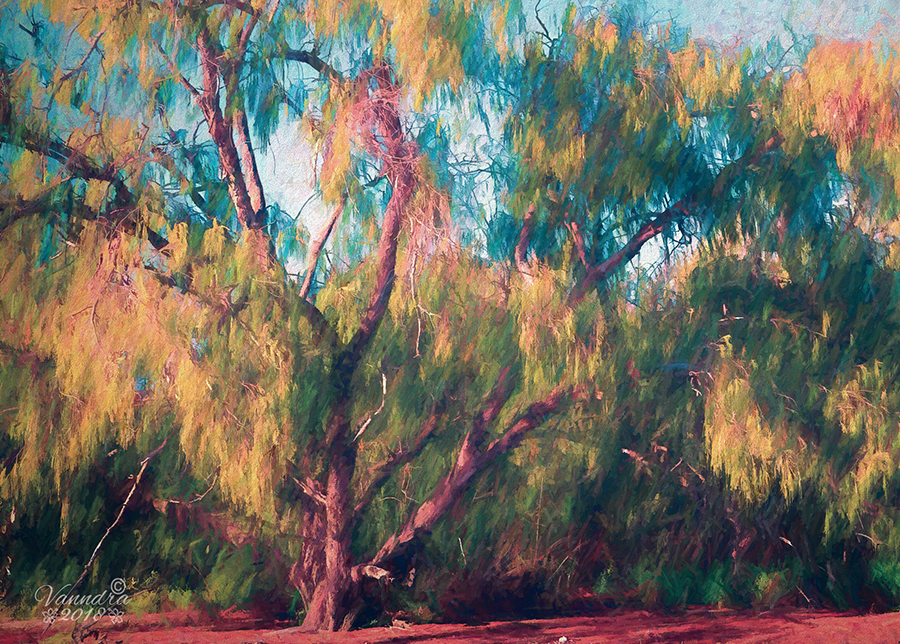 Casuarina Tree