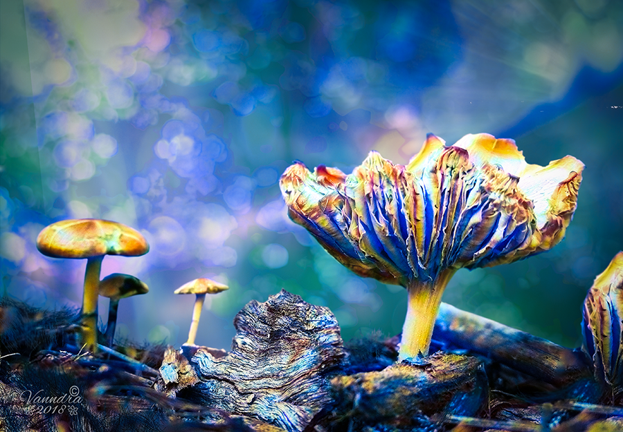 Garden Mushrooms