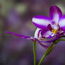 Purple Spathoglottis Orchid