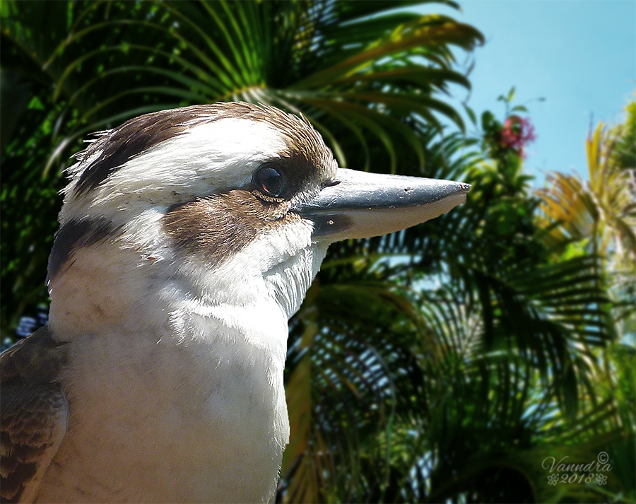 Day Dreaming Kookaburra by vanndra