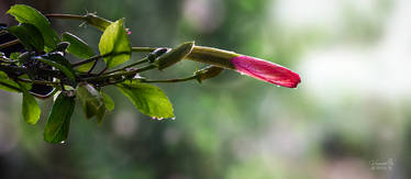 Hibiscus Buds of Spring