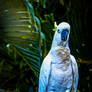 Cockatoo