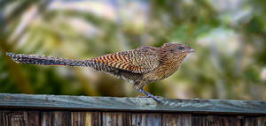 Pheasant Coucal in our Garden