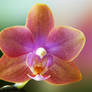 Dusky Pink Orchid