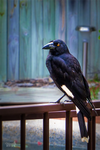Our Friend Currawong by vanndra