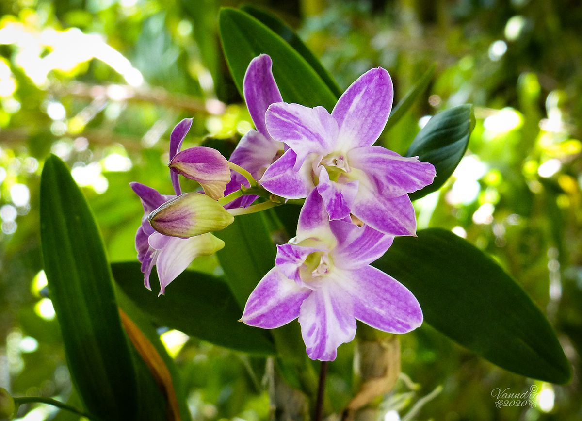 Cooktown orchid deals