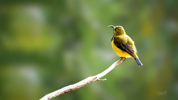 Olive Backed Sunbird