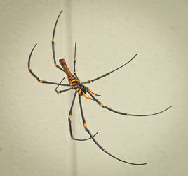 Orb Spider